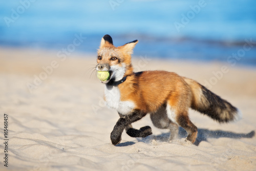 happy young fox playing on a beach with a ball
