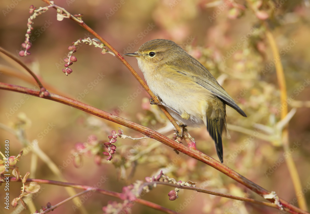 Fototapeta premium The common chiffchaff in soft evening light. Before sunshine shot..The identifications signs of the bird and the structure of the feathers are clearly visible.