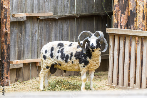 Four-horned ram