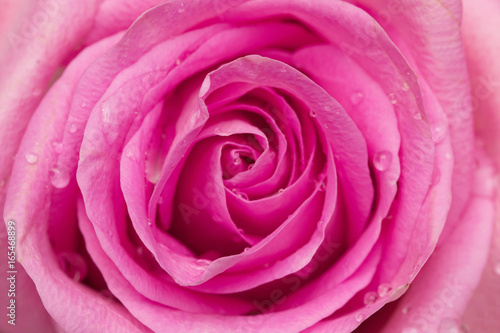 close-up on pink rose