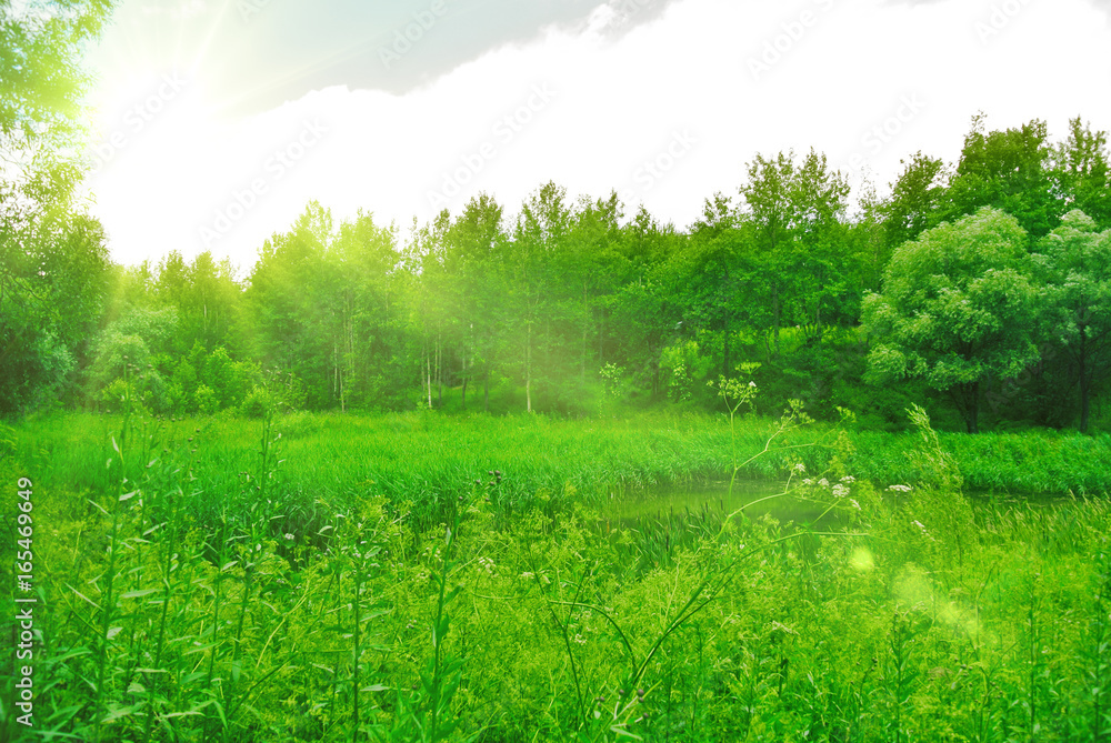Deep spring forest with a sunny day with bright green foliage under the rays of the Sun.