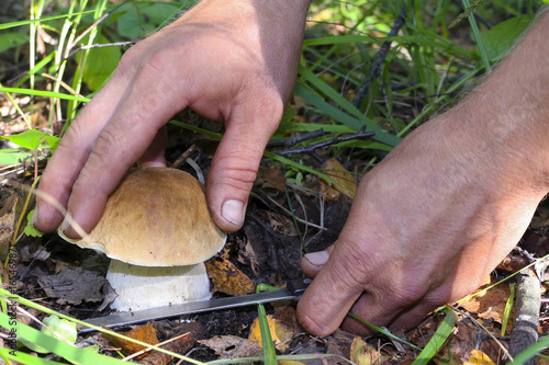 The search for mushrooms in the woods. Mushroom picker. A young man cuts a white mushroom with a knife. Men hands, knife, mushroom.