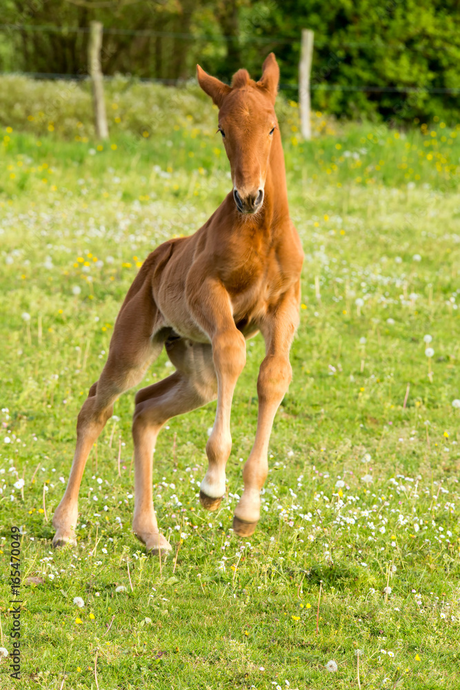 Fototapeta premium Un poulain qui saute