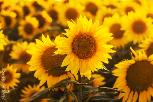 Fototapeta Naklejka Na Ścianę i Meble -  Field of blossoming sunflowers at sunset.