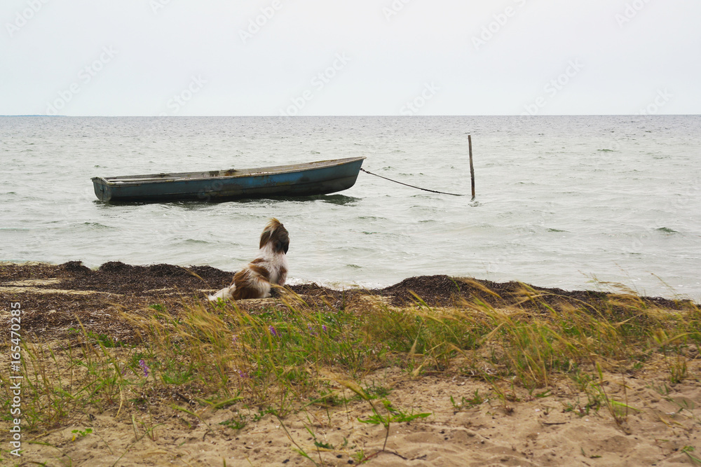 A dog on the river bank is waiting for the owner to swim away on an old boat