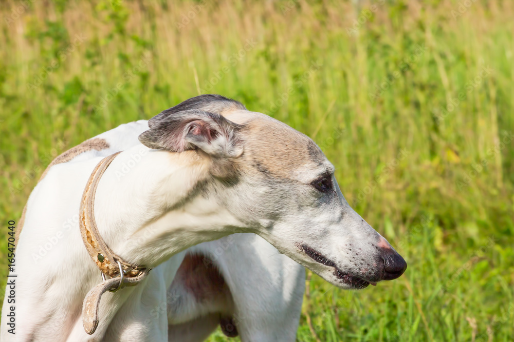 Portrait of a dog of the breed English greyhound Portrait of a dog of the breed English greyhound