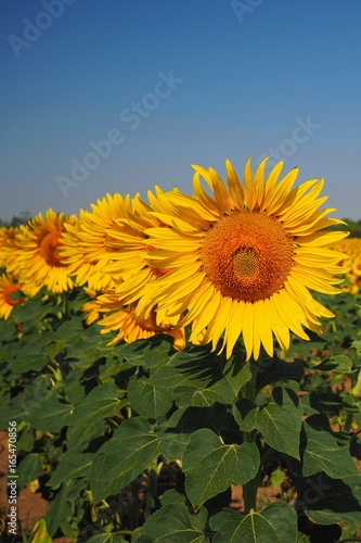 Blooming sunflower  South Moravia  Czech republic