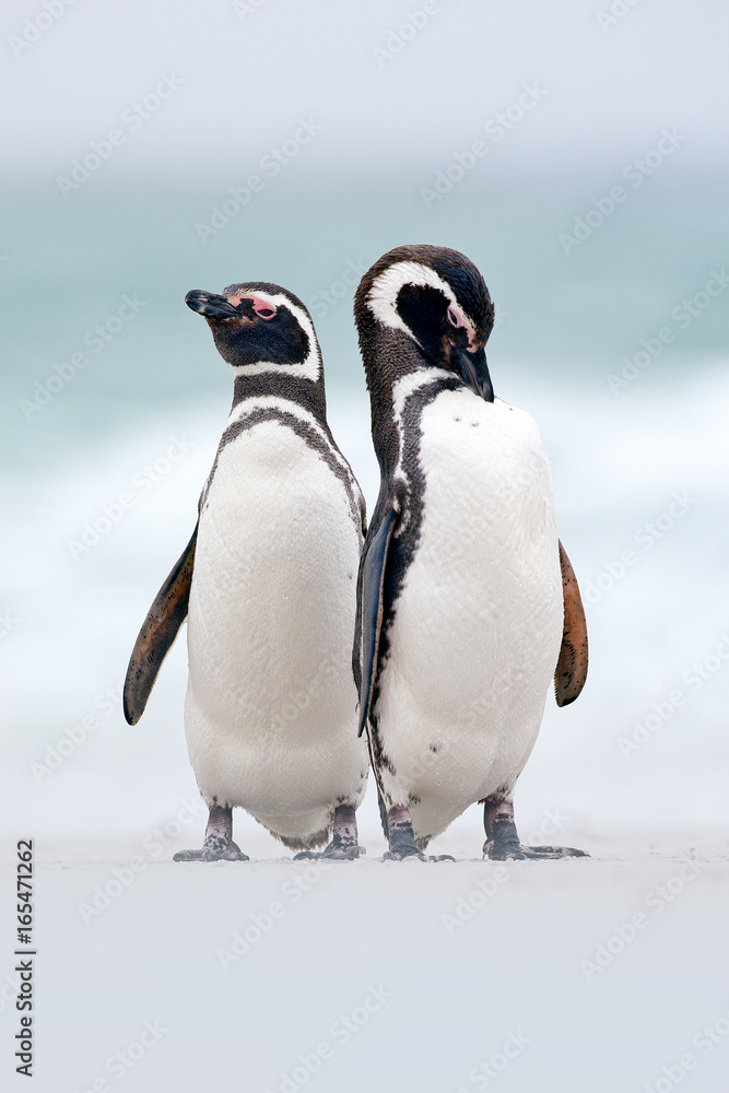 Naklejka premium Dwa ptaki na śniegu, pingwin magellana, Spheniscus magellanicus, morze z falą, zwierzęta w środowisku naturalnym, Argentyna, Ameryka Południowa. Para pingwinów.