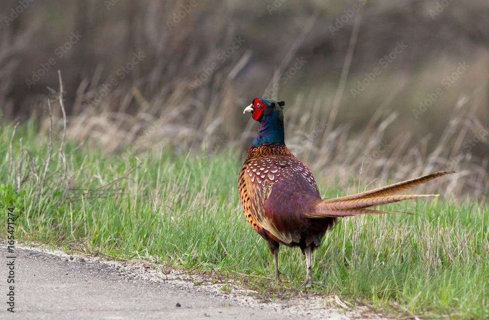 Common pheasant (Phasianus colchicus) on the road Common pheasant (Phasianus colchicus) on the road