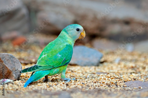 Green bird sitting on stone. Nesting Rose-ringed Parakeet, Psittacula krameri, India, Asia. Parrot in in green forest. Parrot in the grain and corn.