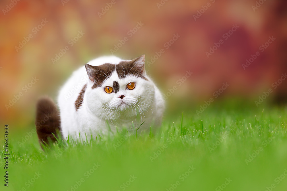 Sehr imposanter Britisch Kurzhaar Kater auf einer Wiese im Sommer Sehr imposanter Britisch Kurzhaar Kater auf einer Wiese im Sommer