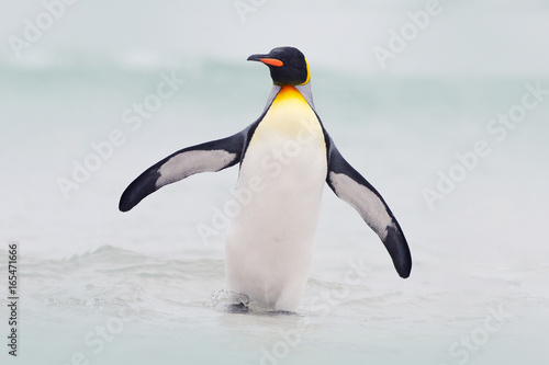 Wild bird in the water. Big King penguin jumps out of the blue water while swimming through the ocean in Falkland Island. Wildlife scene from nature. Funny image from the ocean.