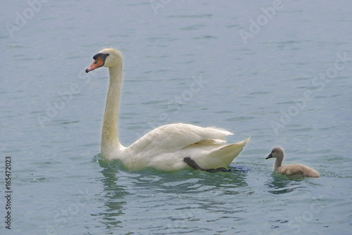 Closeup mute swan (Cygnus olor) with its nestling swimming on water of Italian lake