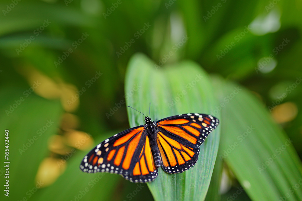 Monarch, Danaus plexippus, butterfly in nature habitat. Nice insect from Mexico. Butterfly in the green forest. Butterfly sitting on the leave. Beautiful orange butterfly with open wing.