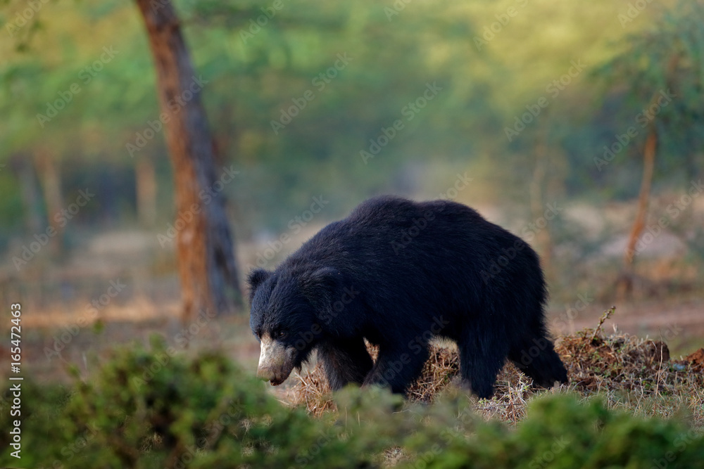 Fototapeta premium Wild sloth bear, Melursus ursinus, Ranthambore National Ppark, India. Sloth bear staring directly at camera, wildlife photo. Dangerous animal in India. Wildlife Asia. Animal in the forest.