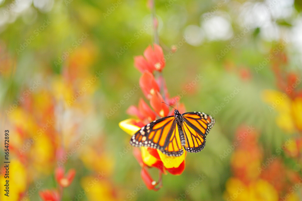 Naklejka premium Nice insect from Mexico. Butterfly in orange flowers. Monarch, Danaus plexippus, butterfly in nature habitat.