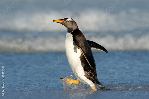 Running Penguin in the ocean water. Gentoo penguin jumps out of the blue water while swimming through the ocean in Falkland Island. Wildlife scene from nature.