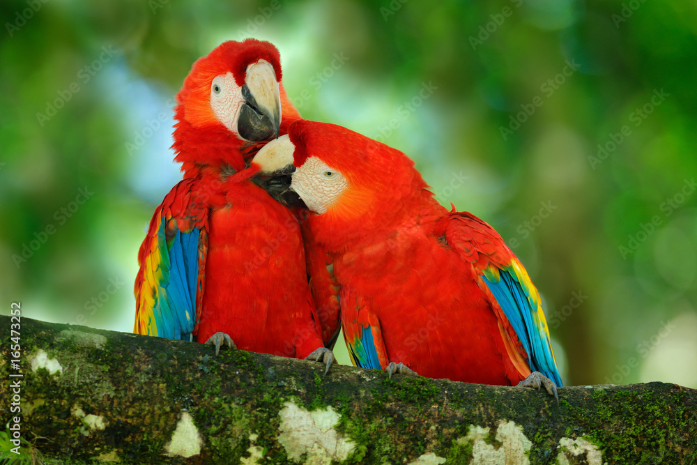 Fototapeta premium Miłość czerwonego ptaka. Para wielkiej papugi Szkarłatna ara, Ara Macao, dwa ptaki siedzą na gałęzi, Kostaryka. Scena miłości dzikiej przyrody z tropikalnej przyrody lasu. Dwa piękna papuga na gałąź, natury siedlisko.