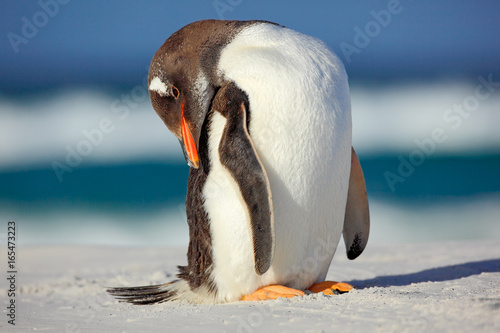 Gentoo penguin, Pygoscelis papua , standing on the white beach with dark blue sea wave, Falkland Islands.