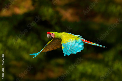 Red parrot in fly. Great Green Macaw, Ara ambigua, in tropical forest, Costa Rica, Wildlife scene from tropic nature. Blue and green bird in the forest. Parrot flight in the green jungle habitat.