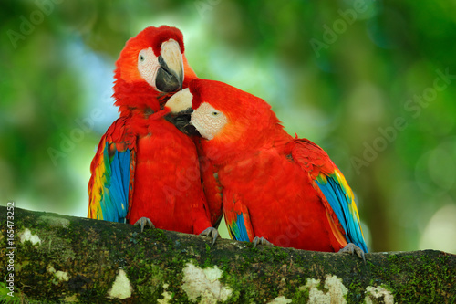 Red bird love. Pair of big parrot Scarlet Macaw, Ara macao, two birds sitting on branch, Costa rica. Wildlife love scene from tropic forest nature. Two beautiful parrot on tree branch, nature habitat.