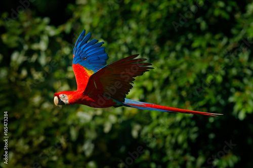 Red parrot in fly. Scarlet Macaw, Ara macao, in tropical forest, Costa Rica, Wildlife scene from tropic nature. Red bird in the forest. Parrot flight in the green jungle habitat.
