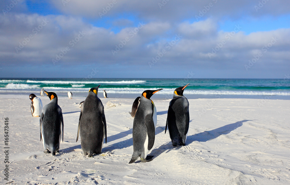 Bird on white sand beach. Group of King penguins, Aptenodytes patagonicus,  going from white sand to