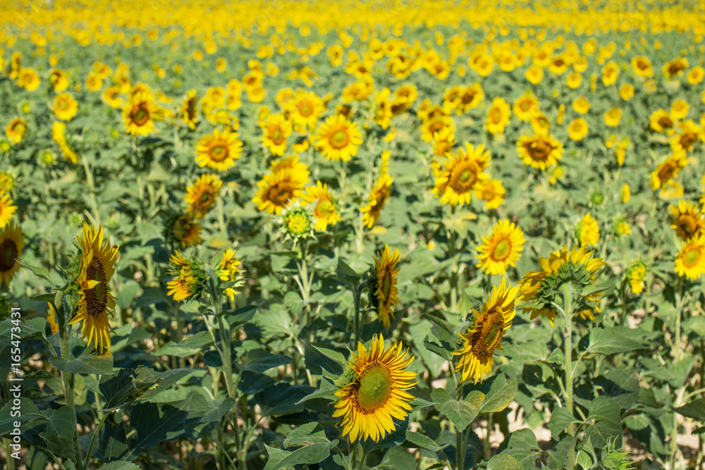 Fototapeta premium Landscape with sunflower