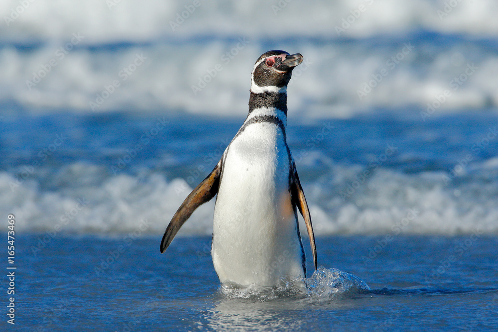 Obraz premium Bird in the wave. Penguin in the water. Bird in the sea waves. Penguin swiming in the waves. Sea bird in the water. Magellanic penguin in ocean wave in the background, Falkland Islands, Antarctica.