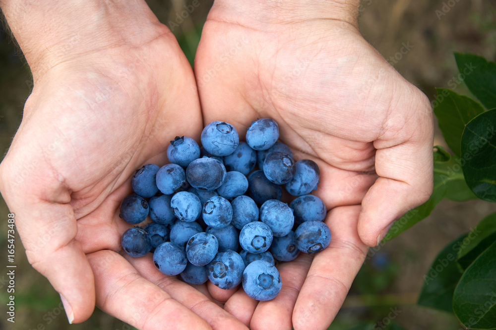 Male hand with resh organic blueberries from the bush. Top down view. Male hand with resh organic blueberries from the bush. Top down view.