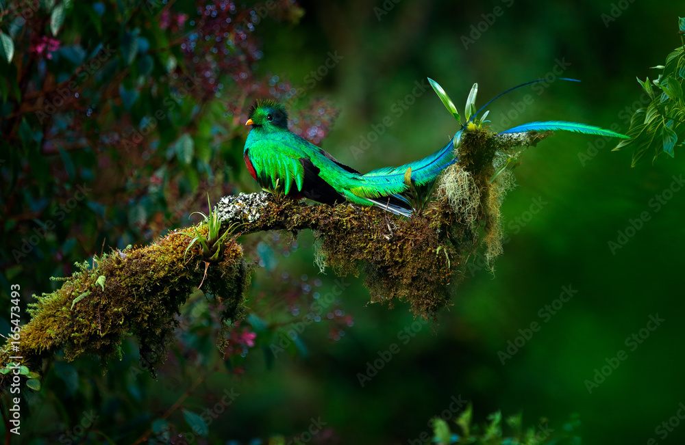 Resplendent Quetzal, Pharomachrus mocinno, magnificent sacred green bird from Savegre in Panama. Rare magic animal in mountain tropic forest. Birdwatching in America.Exotic bird with long tail. - obrazy, fototapety, plakaty 