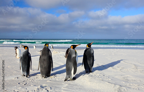 Bird on white sand beach. Group of King penguins  Aptenodytes patagonicus  going from white sand to sea  artic animals in the nature habitat  dark blue sky  Falkland Islands. Blue sky  white clouds.