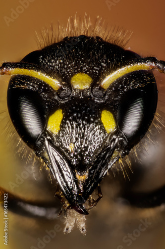 Focus Stacking - Mason Wasp, Wasp, Ancistrocerus sp