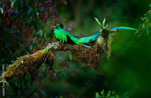Resplendent Quetzal, Pharomachrus mocinno, magnificent sacred green bird from Savegre in Panama. Rare magic animal in mountain tropic forest. Birdwatching in America.Exotic bird with long tail. photo