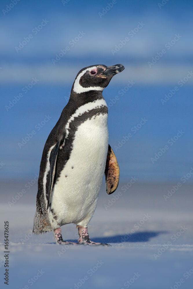 Fototapeta premium Magellanic penguin, Spheniscus magellanicus, on the white sand beach, ocean wave in the background, Falkland Islands. Penguin in Antarctica