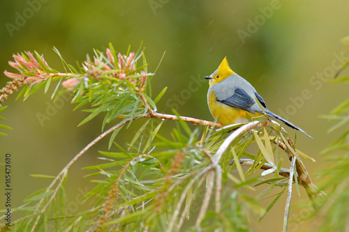 Long-tailed Silky-flycatcher, Ptiliogonys caudatus, Bird  from Costa Rica. Tanager in the nature habitat. Wildlife scene from tropic nature. Birdwatching in South America. Yellow bird with crest. photo