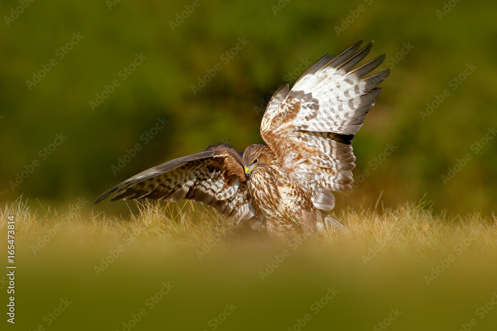 Fototapeta premium Hunter in the grass. Birds of pray Common Buzzard, Buteo buteo, sitting in the grass with blurred green forest in background. Common Buzzard with catch. Feeding scene, nature. Wildlife in Poland.