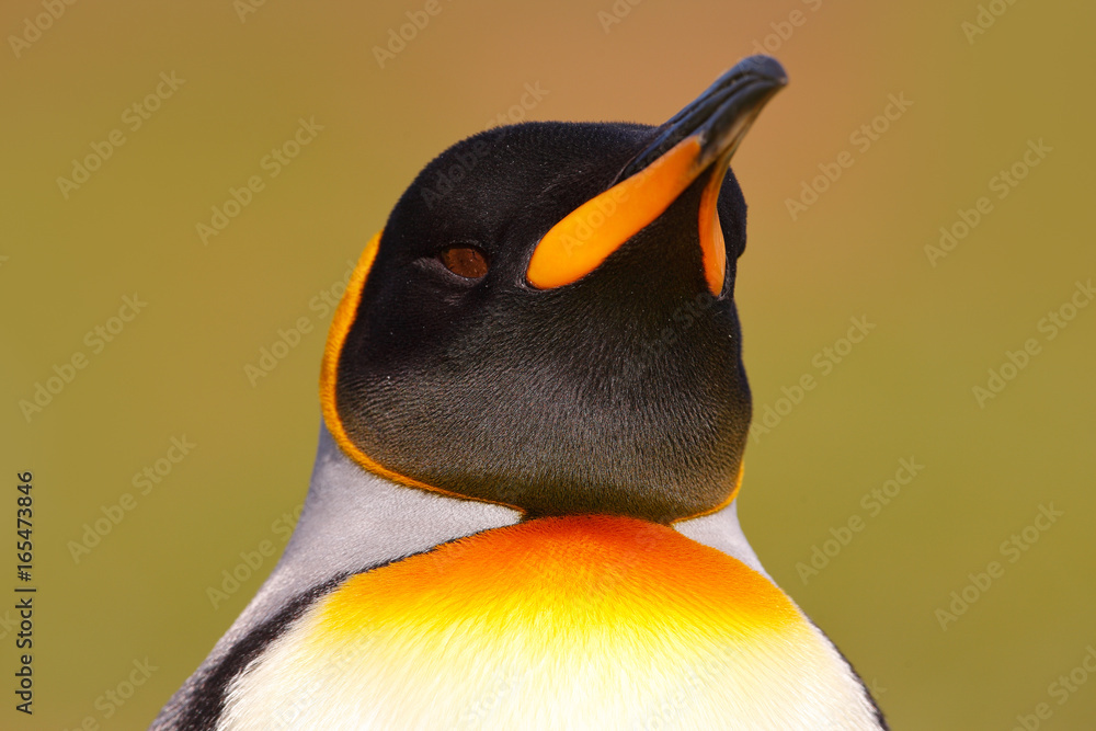 Naklejka premium Head of penguin. Bird from Falkland Islands. Detail portrait of king penguin in Antarctica.