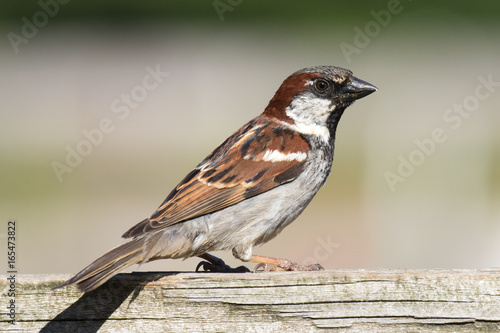 Male House Sparrow (Passer domesticus) perched on a wooden fence.