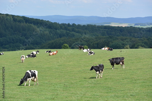Eifel in Germany with cows