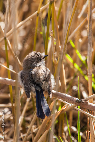 Fairy-wren