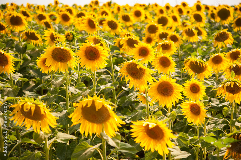 Sunflower flower closeup on the field Sunflower flower closeup on the field