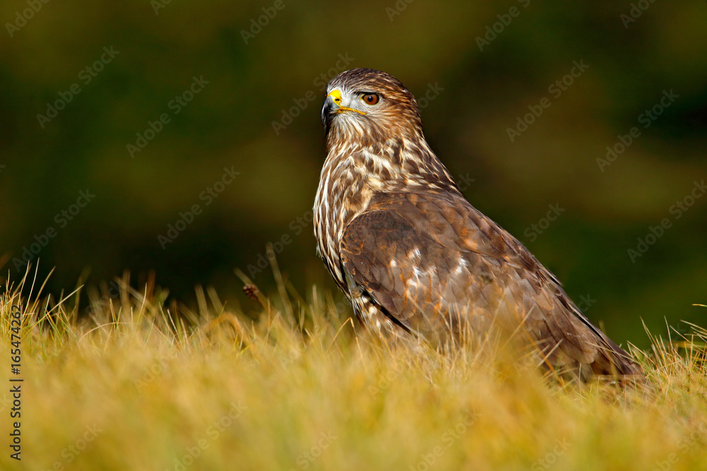 Wildlife in Slovakia. Hunter in the grass. Birds of pray Common Buzzard, Buteo buteo, sitting in the grass with blurred green forest in background. Common Buzzard with catch. Feeding scene, nature. Wildlife in Slovakia. Hunter in the grass. Birds of pray Common Buzzard, Buteo buteo, sitting in the grass with blurred green forest in background. Common Buzzard with catch. Feeding scene, nature.