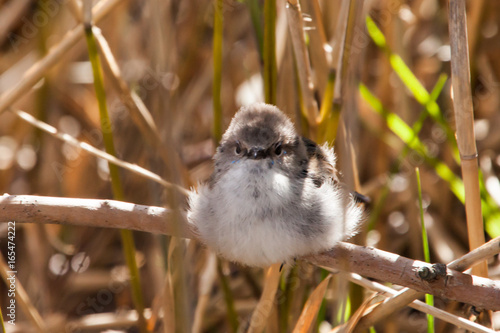 Angry bird