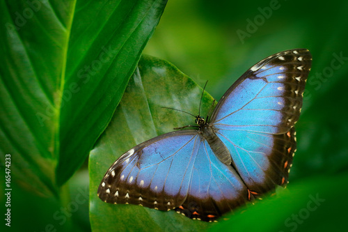 Tropic nature in Nicaragua. Blue butterfly, Morpho peleides, sitting on green leaves. Big butterfly in forest. Dark green vegetation.