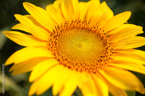 Sunflower flower closeup on the field