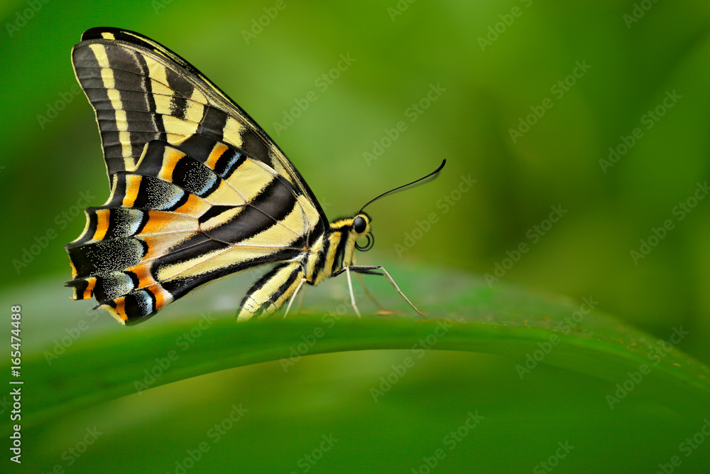 Fototapeta premium Papilio pilumnus, motyl w naturalnym środowisku leśnym zieleni, na południe od USA, Arizona. Motyl siedzi na zielonym urlopie. Czerwony owad piękny czarny i żółty motyl, w zielonej roślinności.