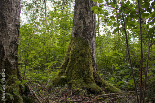 Old tree overgrown with moss 