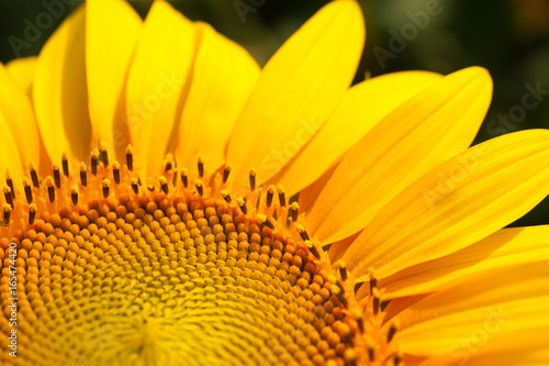 Sunflower flower closeup on the field