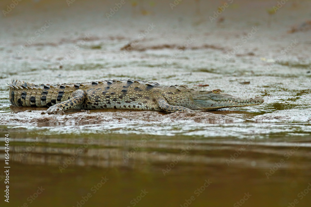 Crocodile in the water with evening sun. Crocodile from Costa Rica. Caiman in the water, Tarcoles river, Carara, Costa Rica. Danger animal the water. Animal near the river. Crocodile in the water with evening sun. Crocodile from Costa Rica. Caiman in the water, Tarcoles river, Carara, Costa Rica. Danger animal the water. Animal near the river.